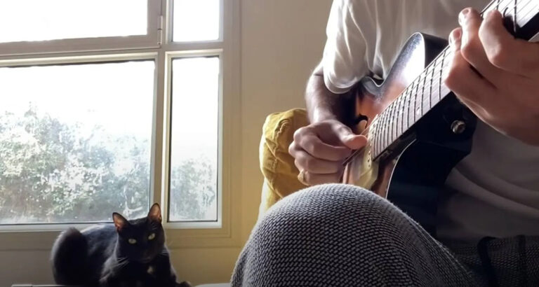 You won’t believe your ears hearing this purrfect performance from Badu the singing cat – this kitty is more talented than most people!